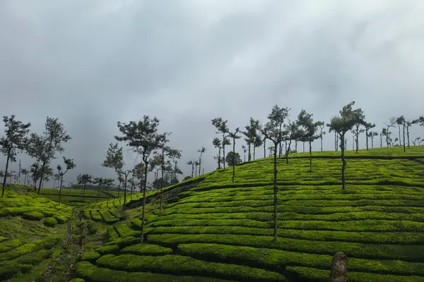 It's the beauty of kerala gods own country