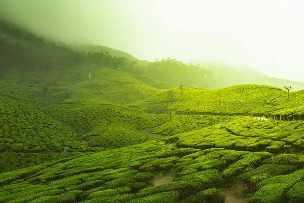 Amidst the Tea Gardens (Unsplash)
