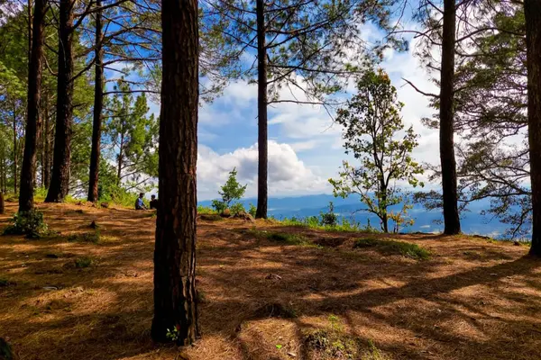 Pine trees of Netarhat Hill station