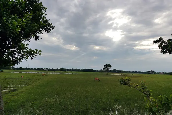 Landscape of our village, Assam India