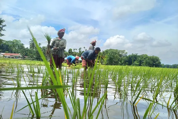 Rice cultivation in Jamugurihat Sonitpur Assam India 01